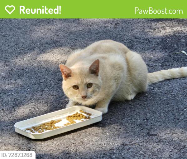 Reunited Male Cat last seen Channing Circle , Richmond, VA 23235
