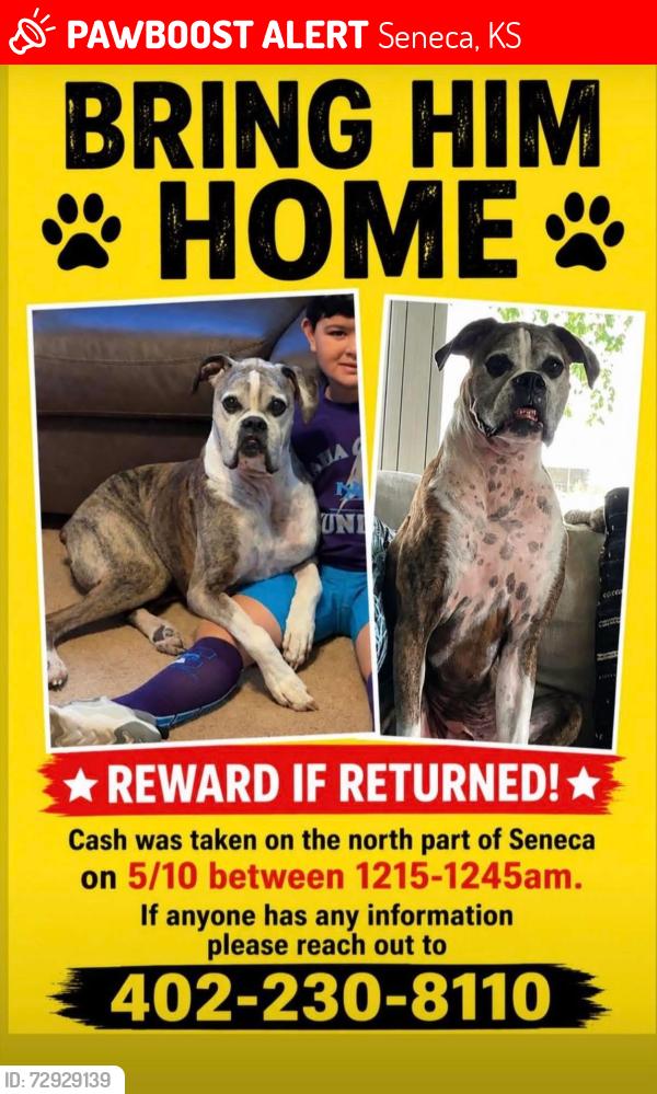 Lost Male Dog last seen North Part of Seneca, KS, Seneca, KS 66538
