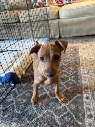 Found/Stray Female Dog last seen 7th avenue Upland , Upland, CA 91786