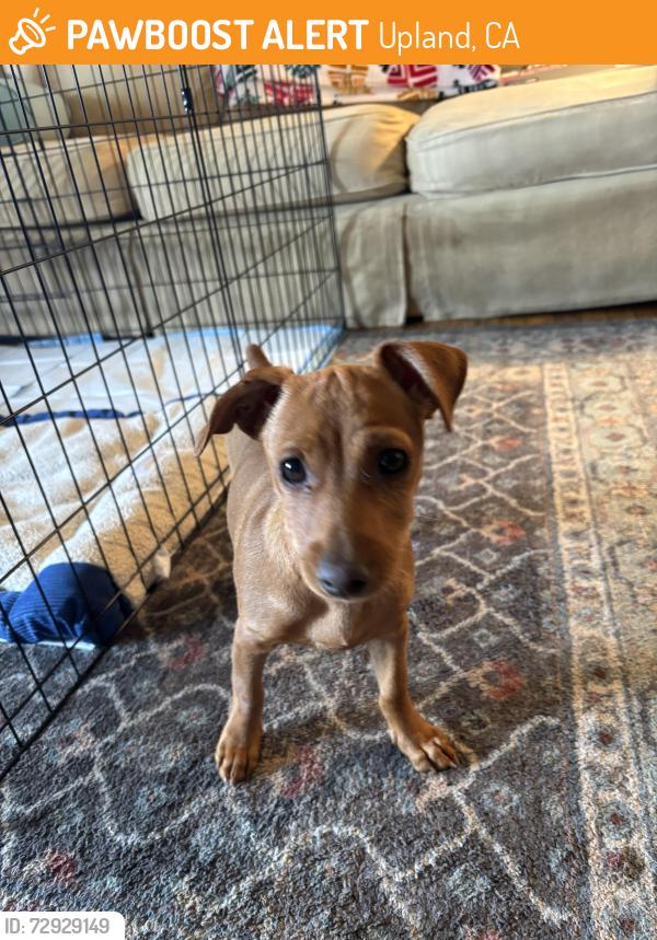 Found/Stray Female Dog last seen 7th avenue Upland , Upland, CA 91786