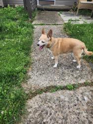 Found/Stray Female Dog last seen Gertrude Dr/ Levin Dr , Jeannette, PA 15644