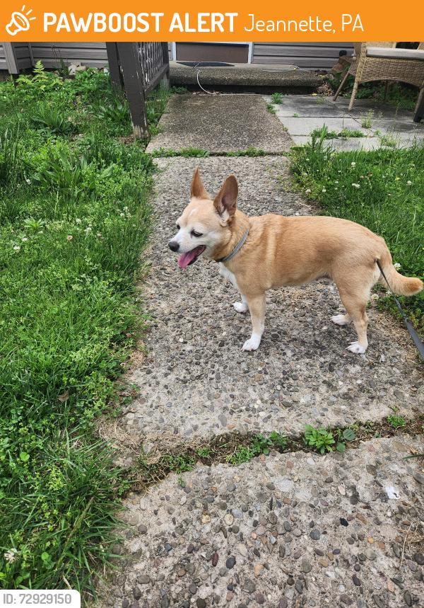 Found/Stray Female Dog last seen Gertrude Dr/ Levin Dr , Jeannette, PA 15644