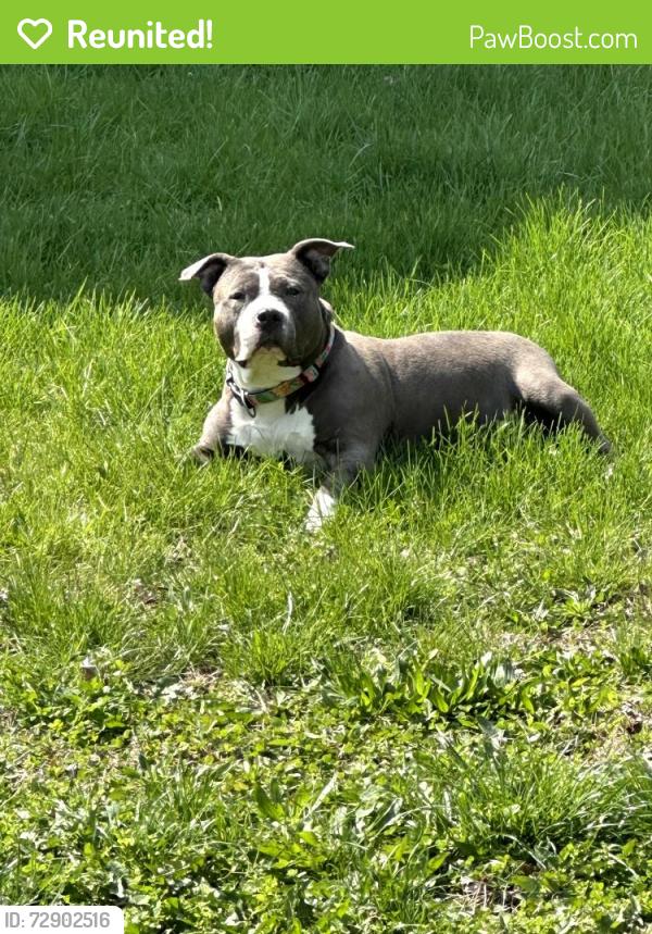 Reunited Female Dog last seen W 25th Sunoco gas station, Cleveland, OH 44113