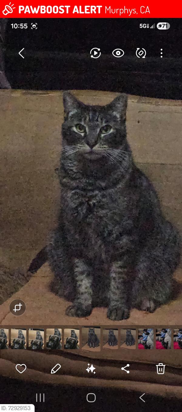 Lost Male Cat last seen Hwy 4, Murphys, CA 95247