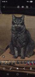 Lost Male Cat last seen Hwy 4, Murphys, CA 95247