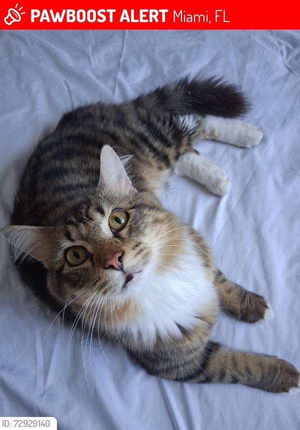 Lost Male Cat last seen Shenandoah , Miami, FL 33145