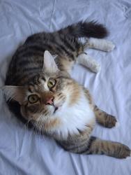 Lost Male Cat last seen Shenandoah , Miami, FL 33145