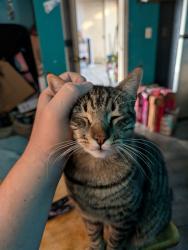 Lost Male Cat last seen Near Capistrano dr 92058 oceanside California , Oceanside, CA 92058