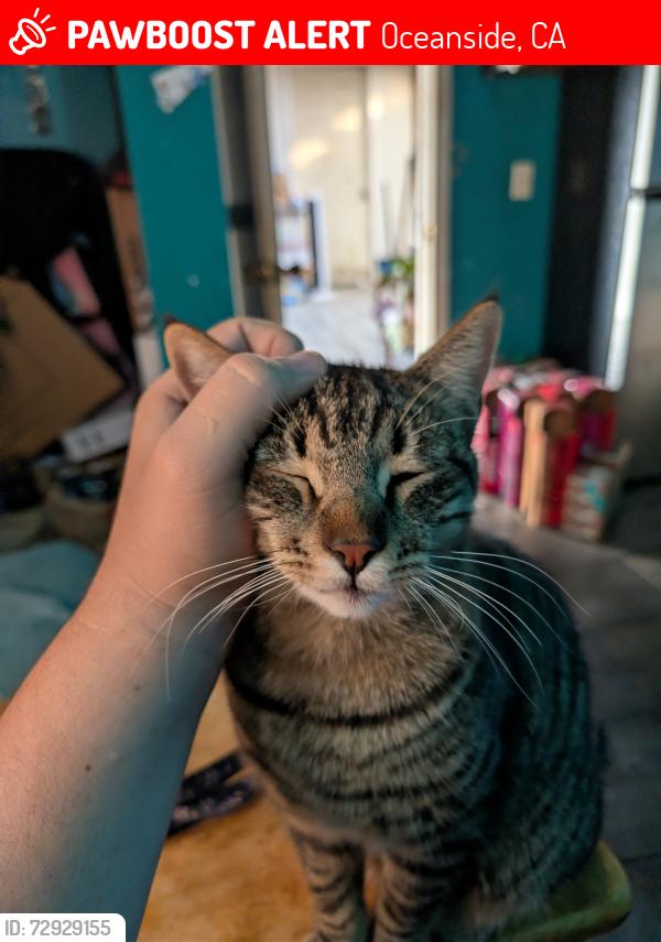 Lost Male Cat last seen Near Capistrano dr 92058 oceanside California , Oceanside, CA 92058