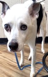 Found/Stray Unknown Dog last seen George Bush and Renner, Richardson, TX 75082