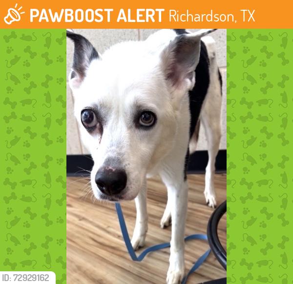 Found/Stray Unknown Dog last seen George Bush and Renner, Richardson, TX 75082