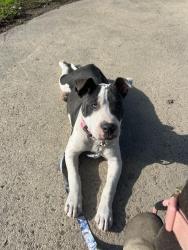 Reunited Female Dog last seen Near De Witt Ave Sanger , Sanger, CA 93657