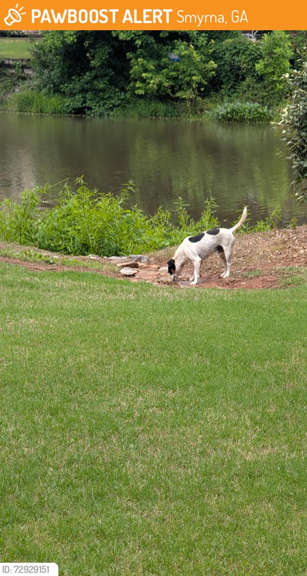 Found/Stray Male Dog last seen Near the pond within the subdivision, Smyrna, GA 30082