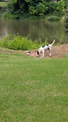 Found/Stray Male Dog last seen Near the pond within the subdivision, Smyrna, GA 30082