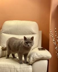 Lost Male Cat last seen Quinton lane, Quinton, England B32 2TX