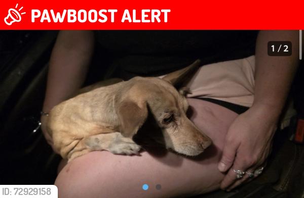 Lost Female Dog last seen W Glenn drive in Glendale Arizona , Maricopa County, AZ 85307