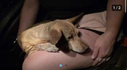 Lost Female Dog last seen W Glenn drive in Glendale Arizona , Maricopa County, AZ 85307