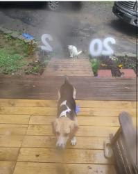 Found/Stray Male Dog last seen Gamblers , Anderson County, SC 29657
