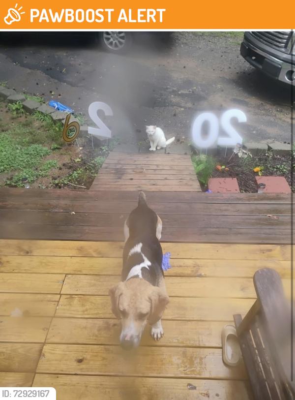 Found/Stray Male Dog last seen Gamblers , Anderson County, SC 29657