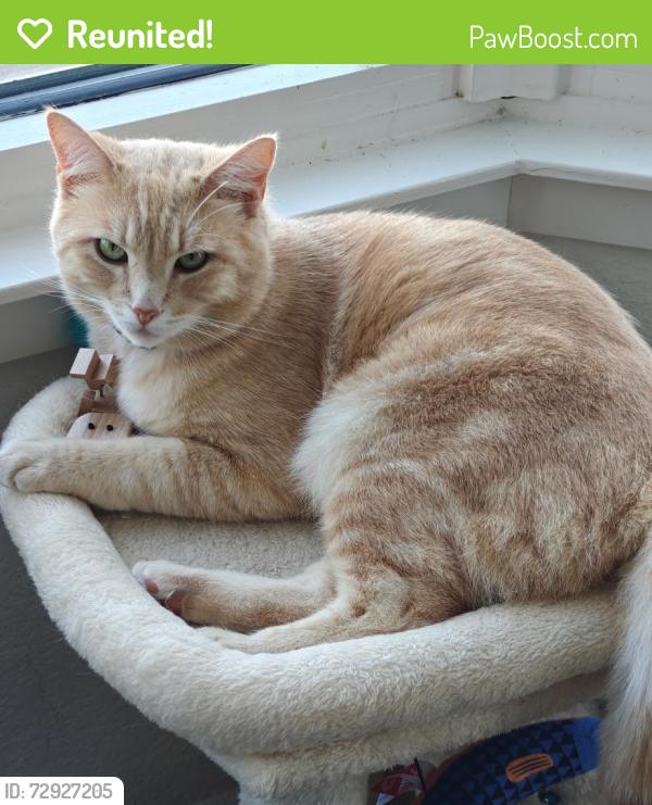 Reunited Male Cat last seen Last seen underneath the car in front of the 388 Beale St building, right outside the garage door of the building, opposite Bay Area Metro Center, San Francisco, CA 94105