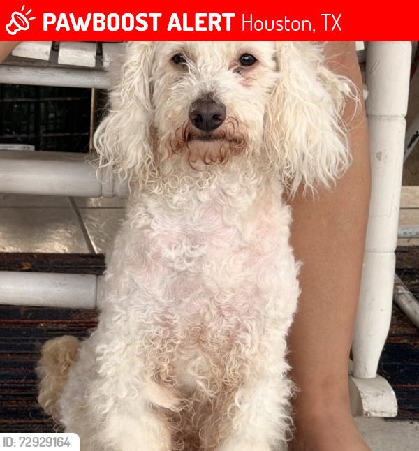 Lost Male Dog last seen Near Buena Vista St, Houston, TX 77087, Houston, TX 77087