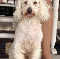 Lost Male Dog last seen Near Buena Vista St, Houston, TX 77087, Houston, TX 77087