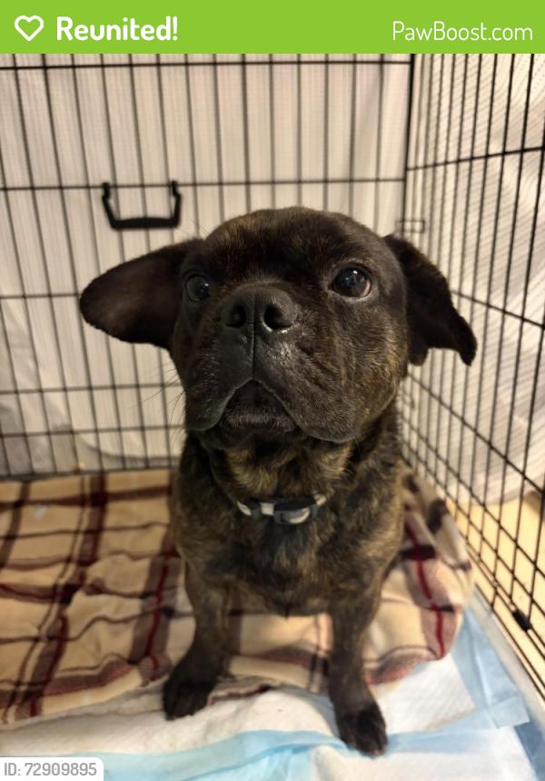 Reunited Male Dog last seen Filifera Way and Falcon View Dr , Antelope, CA 95843