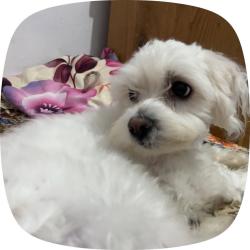 Lost Male Dog last seen At my hse outside on grange street 115, Derby, England DE23 8HD