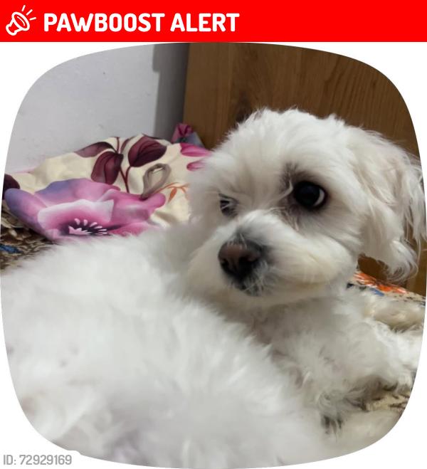 Lost Male Dog last seen At my hse outside on grange street 115, Derby, England DE23 8HD