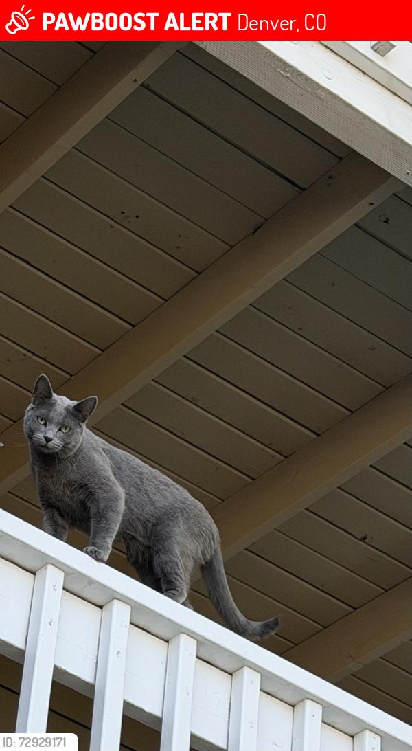 Lost Female Cat last seen Galena, Denver, CO 80247