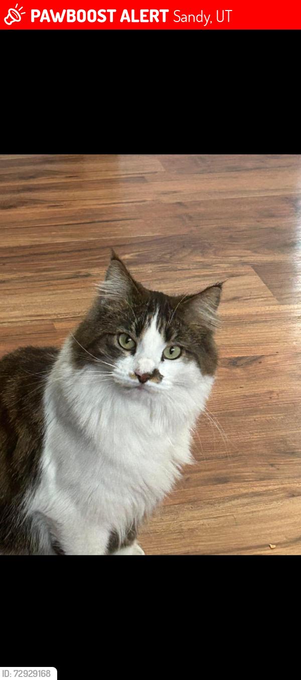 Lost Female Cat last seen 1199E. Buddlea Drive, Sandy, UT 84094