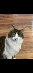 Lost Female Cat last seen 1199E. Buddlea Drive, Sandy, UT 84094