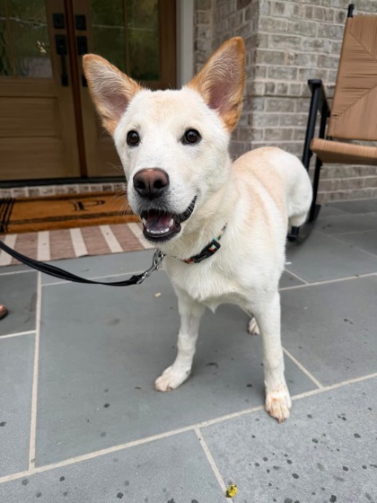 Shelter Stray Male Dog last seen Near Bouldercrest Rd Atlanta, 30316, 30316, GA, Atlanta, GA 30341