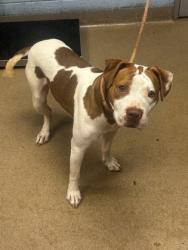 Shelter Stray Male Dog last seen Near Ruth Pl, Decatur, GA 30035, 30035, GA, Atlanta, GA 30341