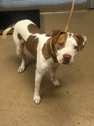 Shelter Stray Male Dog last seen Near Ruth Pl, Decatur, GA 30035, 30035, GA, Atlanta, GA 30341