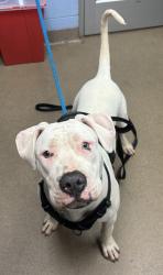 Shelter Stray Male Dog last seen Near Ponderosa Cir, Decatur, GA 30033, 30033, GA, Atlanta, GA 30341