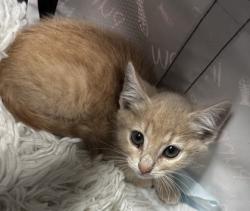 Shelter Stray Female Cat last seen Goose Creek, SC 29445, North Charleston, SC 29406