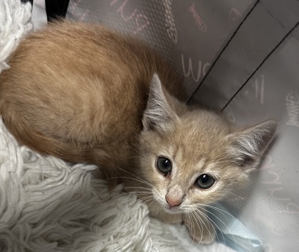 Shelter Stray Female Cat last seen Goose Creek, SC 29445, North Charleston, SC 29406