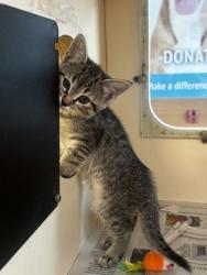 Shelter Stray Female Cat last seen Near Park Gate PL Stone Mountain Georgia 30083, 30083, GA, Atlanta, GA 30341