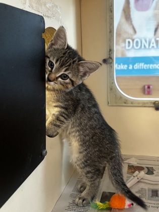 Shelter Stray Female Cat last seen Near Park Gate PL Stone Mountain Georgia 30083, 30083, GA, Atlanta, GA 30341