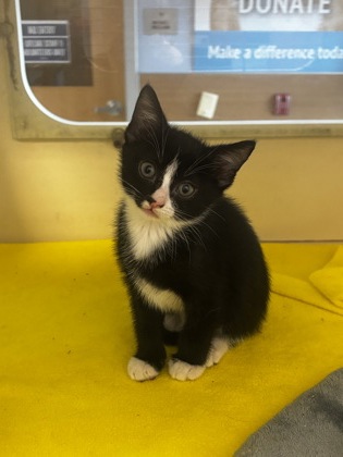 Shelter Stray Male Cat last seen Near Roosevelt Hwy, Atlanta, GA 30337, Other - Out of County, GA, Atlanta, GA 30341