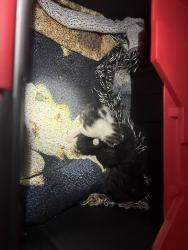 Found/Stray Unknown Cat last seen Old Ec Womack , Sanford, NC 27330