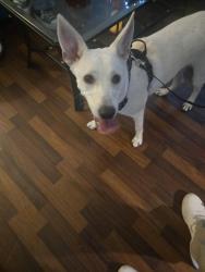 Lost Male Dog last seen Ebony and kelly, Pharr, TX 78577