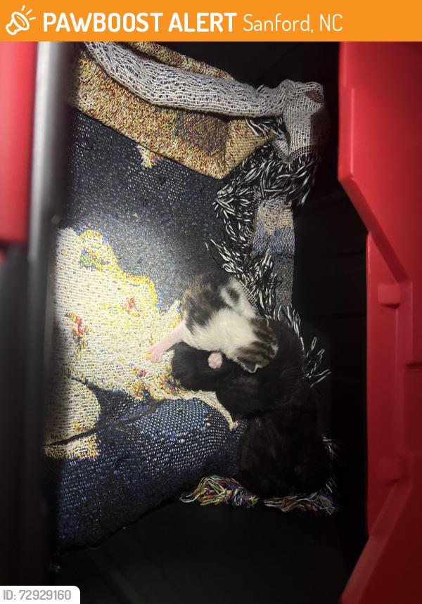 Found/Stray Unknown Cat last seen Old Ec Womack , Sanford, NC 27330