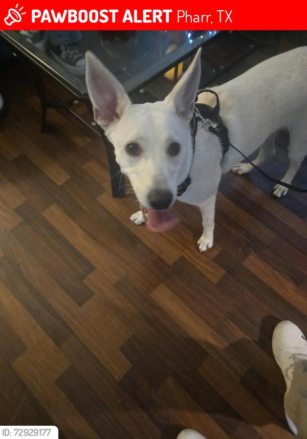 Lost Male Dog last seen Ebony and kelly, Pharr, TX 78577