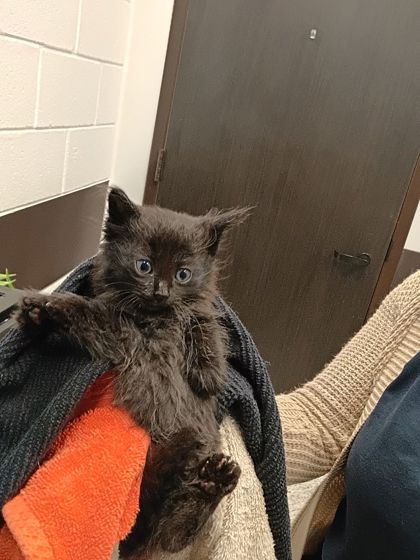 Shelter Stray Unknown Cat last seen Fairburn, GA 30213, Atlanta, GA 30336