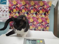 Shelter Stray Female Cat last seen Consaul St, 43605, OH, Maumee, OH 43537