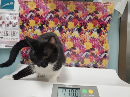 Shelter Stray Female Cat last seen Consaul St, 43605, OH, Maumee, OH 43537