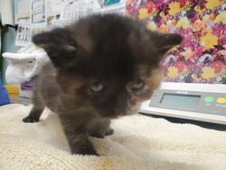 Shelter Stray Female Cat last seen Near Angola Rd., Lucas County, OH, 827 Illinois Ave, Maumee, OH 43537, USA
