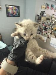 Shelter Stray Male Cat last seen New Bern, NC 28560, New Bern, NC 28562